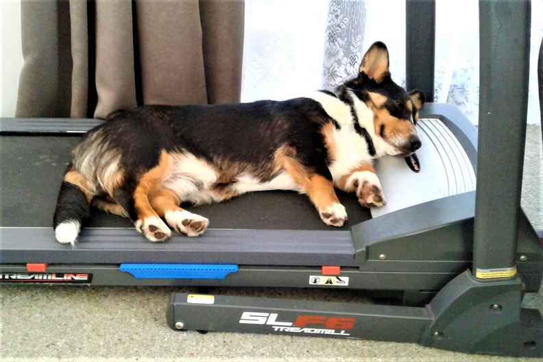 Morgan-Asleep-On-Treadmill[1].jpg
