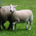 Emily-Herd-3-sheep_cmyk[1].jpg